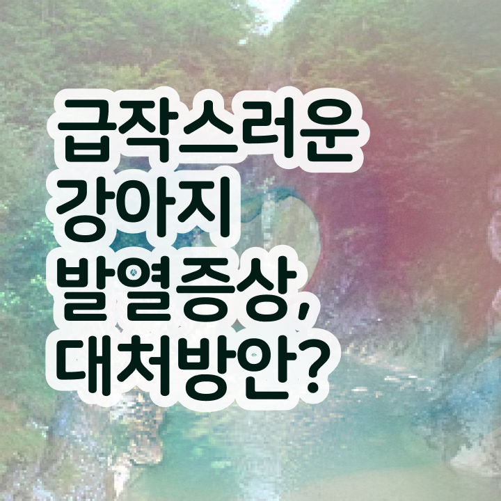  40대후반취업 , 반려동물관리사 자격증 쉽고 빠르게 합격한 팁 및 취업