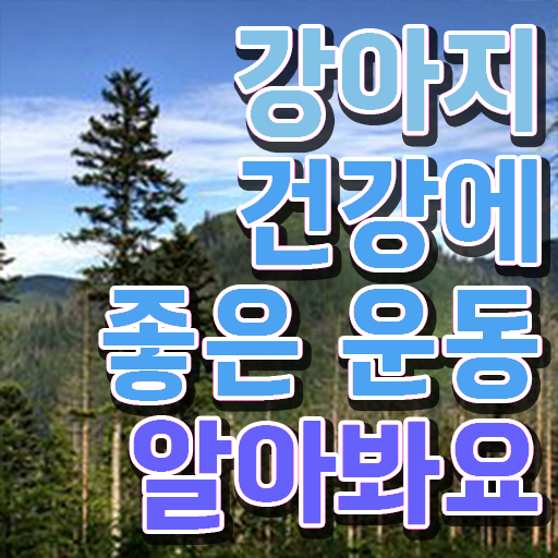  , 반려견운동지도사 온라인 과정만으로 끝낼수 있었던 방법