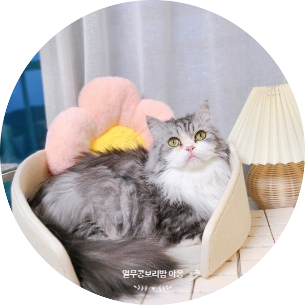  크림빵 고양이 스크래쳐 활용도 높아 소파 방석으로도 사용해요(f.베베네코)
