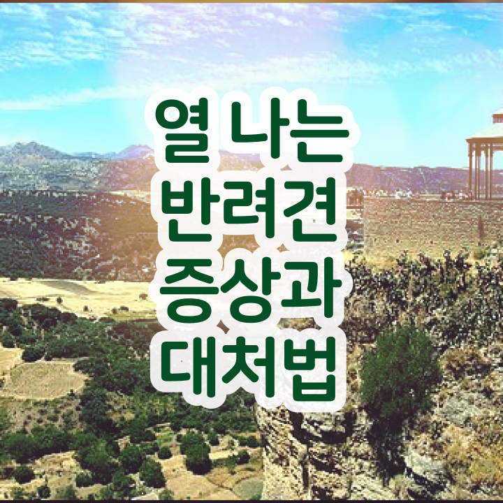 대전반려동물의료비지원 , 반려동물관리사 자격증 취득한 정보 핵심 정보 가득