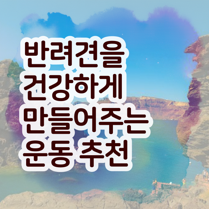  40대취업자격증 , 반려견운동지도사 비전공 무경력자도 단기간에 끝낼수 있었던 비법
