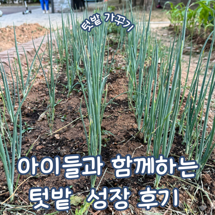  아이들과 함께 하는 텃밭 가꾸기 2개월 성장 후기