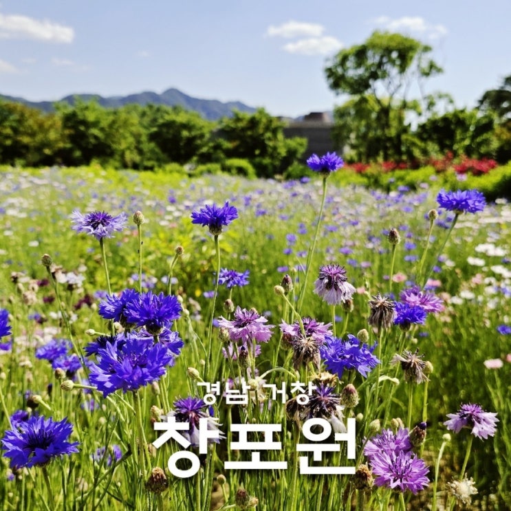  거창 창포원 축제 끝나고 방문 경남 6월 꽃구경 수레국화 데이지