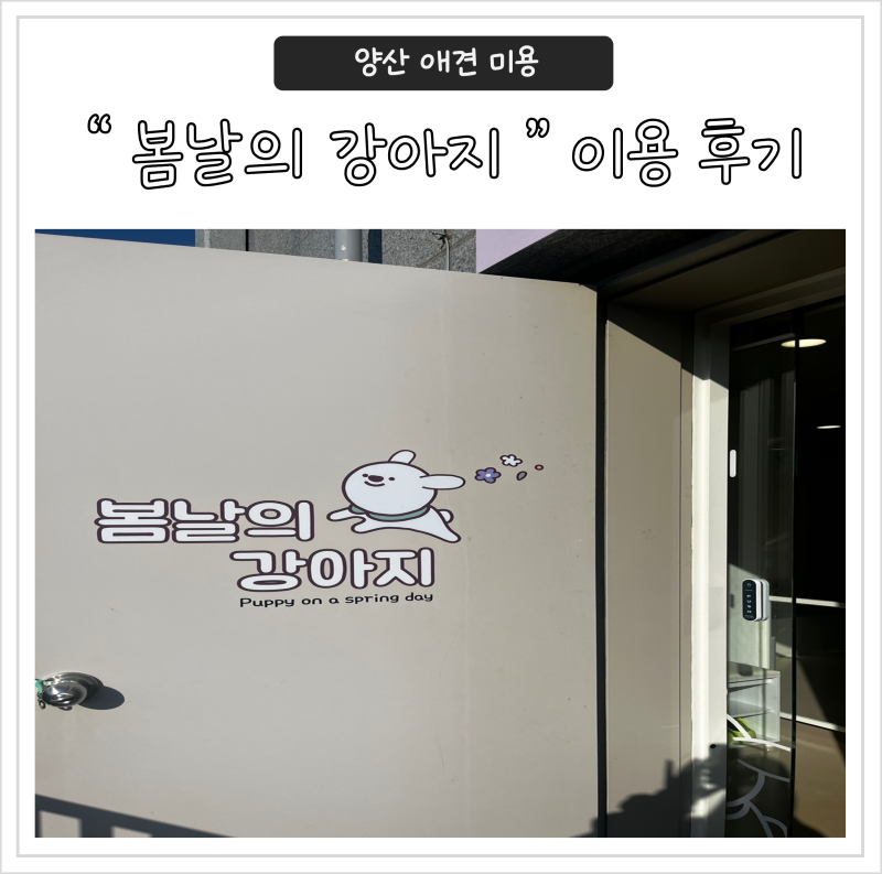 봄날의 강아지