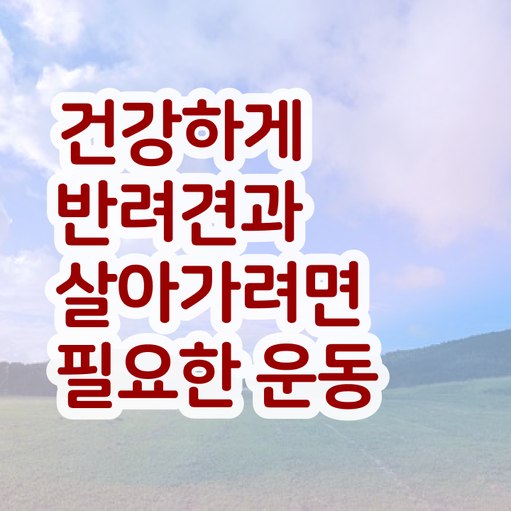  40대여성자격증 , 반려견운동지도사 온라인 과정만으로 편하게 끝냈던 과정