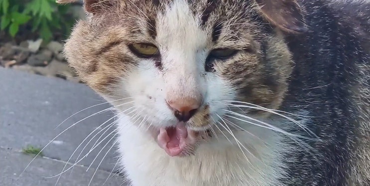  동네 서열냥이 연륜이가 구내염과 상처가 생긴 것 같아서 약을 먹이고 있다 : 유기묘옥수