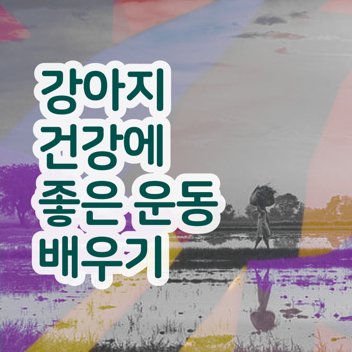  반려동물국가자격증 , 반려견운동지도사자격증 취득 정보 , 무료수강 혜택