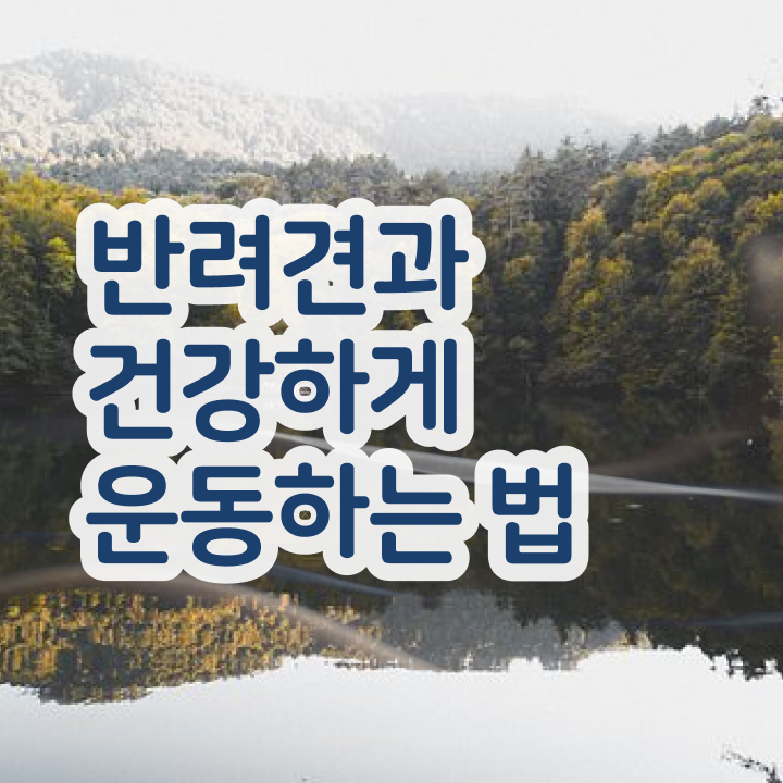  강아지 훈련사 비용 반려견운동지도사 동영상으로 취득한 과정 궁금증 해결