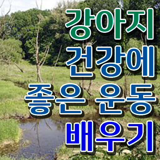  반려동물 생활관리사 반려견운동지도사 취득한 노하우 및 급여