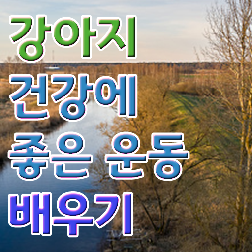  동물보건사 대학 , 반려견운동지도사 조건없이 집에서 온라인으로 편하게 준비한 과정
