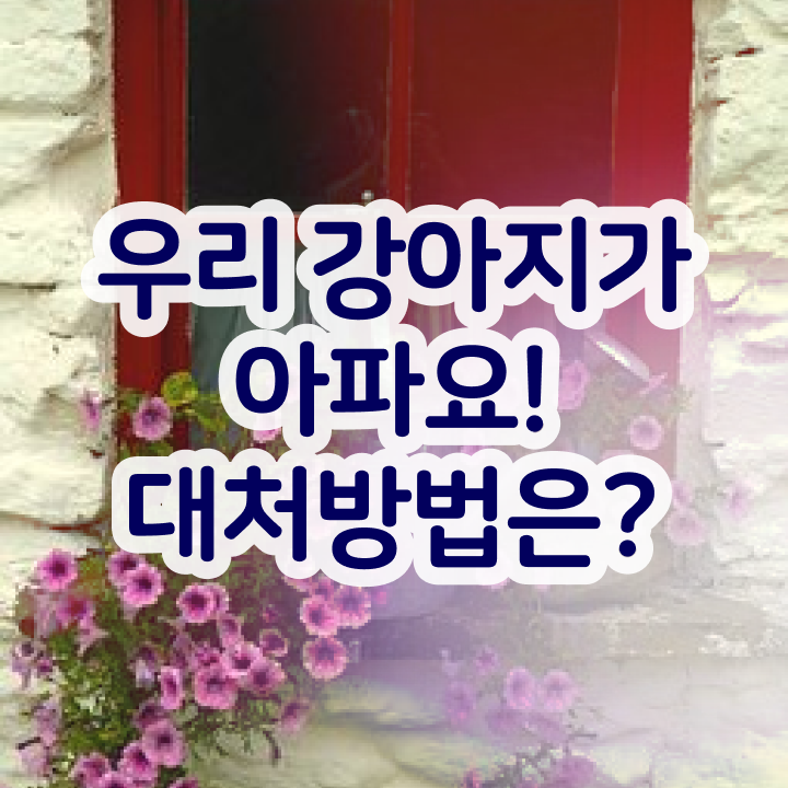  반려동물관리사자격증준비 , 반려동물관리사 자격증 취득한 노하우 정보 가득