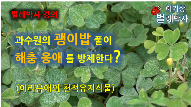  [유튜브 20.] 과수원의 응애는 해충 축에도 들지 않는다. 괭이밥풀을 인정하면....