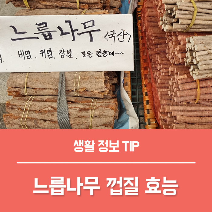  느릅나무껍질 효능 TOP4, 코나무 유근피 효능 부작용?
