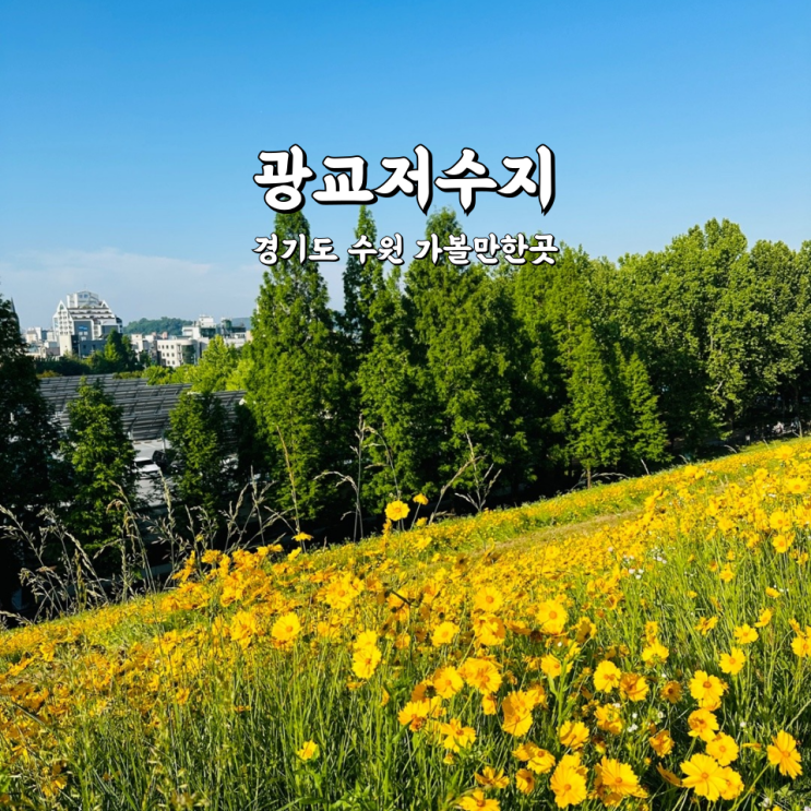  광교저수지 금계국 주차장 경기도 수원 가볼만한곳
