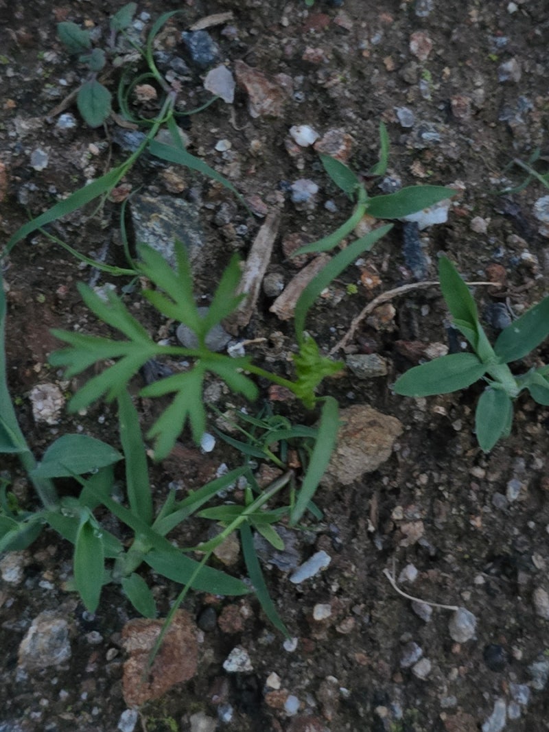 텃밭가꾸기 토마토 꽃, 토마토 가지치기, 당근 싹 났어요 : 네이버 블로그, image size:800x1067