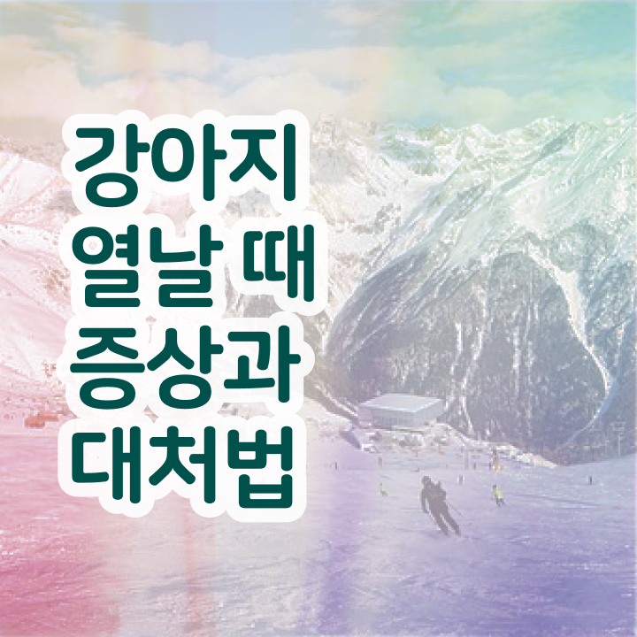  반려동물훈련사 자격증 , 반려동물관리사 자격증 취득한 노하우 정보 퍼펙트 요약