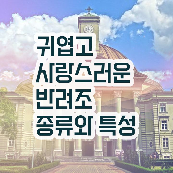  코뉴어 앵무새 수명 , 반려조관리사 자격증 준비한 방법 정보 퍼펙트 요약
