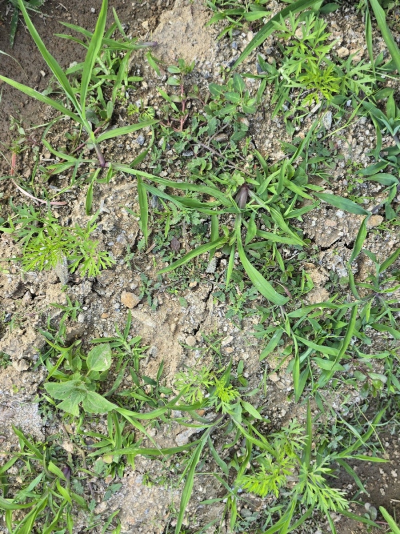 텃밭가꾸기 토마토 꽃, 토마토 가지치기, 당근 싹 났어요 : 네이버 블로그, image size:800x1067