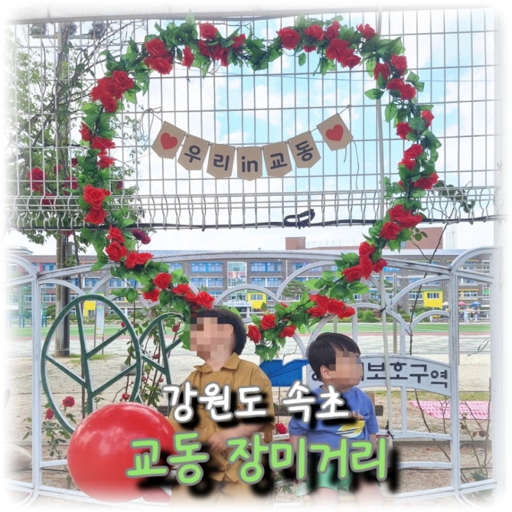  [여행] 강원도 속초 5월의 마지막은 "교동 장미 축제"