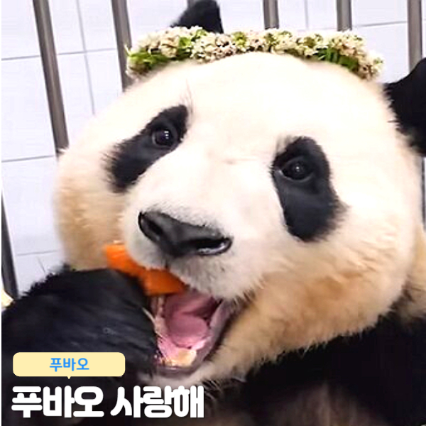  푸바오 타임스퀘어 광고 학대 비판 토끼풀 화한 사랑해 푸바오 최근 근황