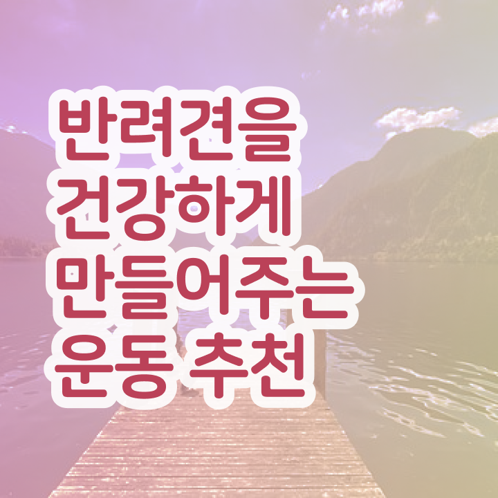  주부 자격증 추천 , 반려견운동지도사 중년 직장인도 단기간에 끝낼수 있었던 팁