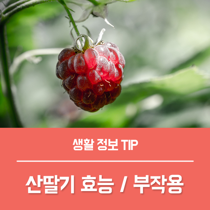  산딸기 효능 TOP5, 부작용 칼로리 산딸기 나무 묘목 심는 시기 총정리!