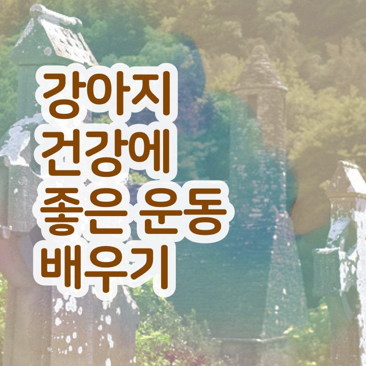 40대여자자격증 , 관련학과 아니어도 반려견운동지도사 성공할 수 있어요