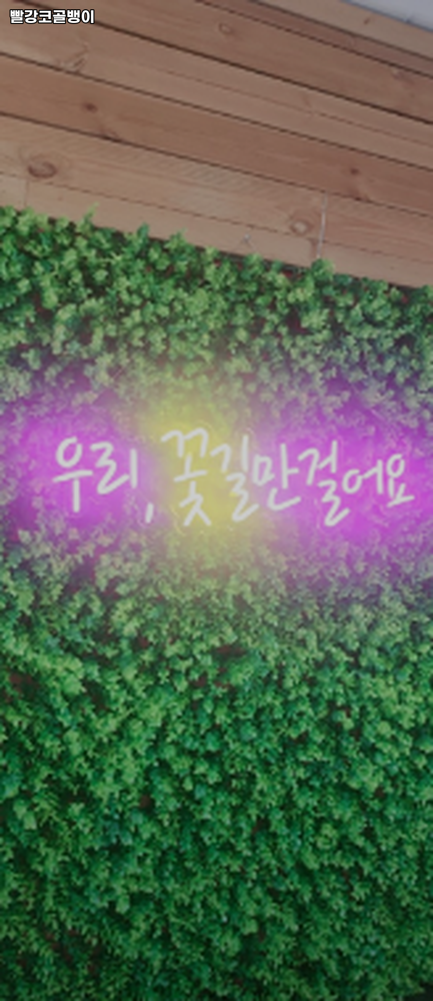 빨강코골뱅이 사진 2