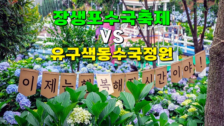 2024년 6월 축제 : 울산 장생포 수국축제 페스티벌 VS 공주 유구 색동수국정원 꽃축제 기본정보 2024년 6월 축제 : 울산 장생포 수국축제 페스티벌 VS 공주 유구 색동수국정원 꽃축제 기본정보