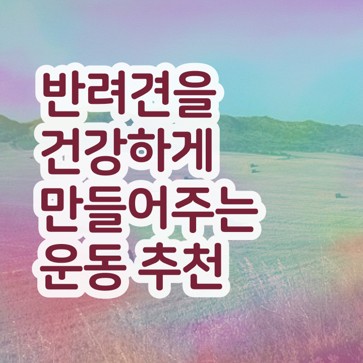  국비지원 자격증 추천 , 반려견운동지도사 비전공자도 동영상 과정으로 최단기간 끝내는 꿀팁 모음