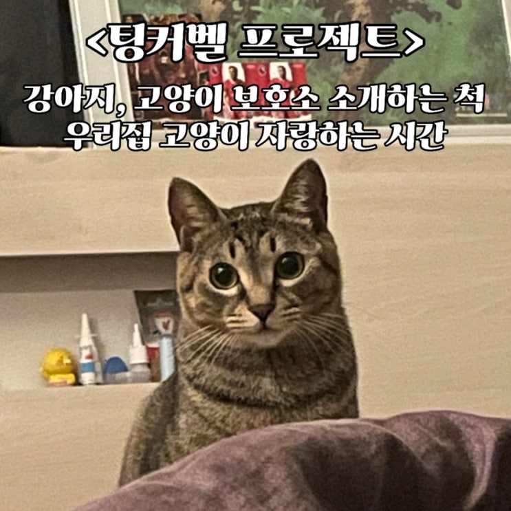  [팅커벨 프로젝트 후기] 강아지, 고양이 보호소 추천 (feat. 고양이 유튜브 쫀떡이)