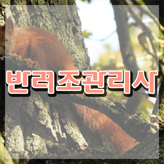 사랑앵무분양 , 반려조관리사 자격증 온라인으로 간단히 취득한 방법 및 채용 정보