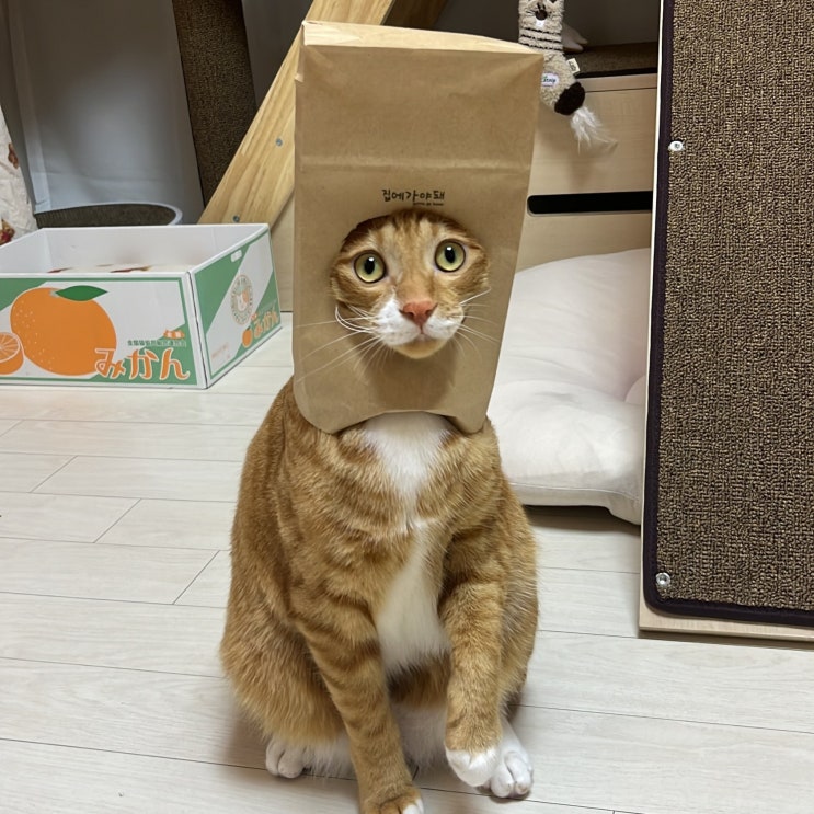  고양이 숨숨집 추천 집에가야돼 후기 모음