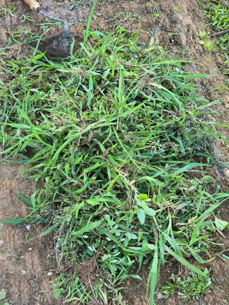 텃밭가꾸기 토마토 꽃, 토마토 가지치기, 당근 싹 났어요 : 네이버 블로그, image size:800x1067