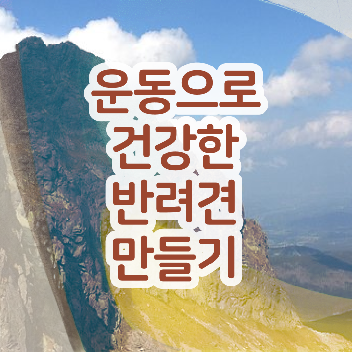  국비지원 자격증 추천 , 반려견운동지도사 혼자서 독학으로 직장인도 단기간에 준비했던 후기