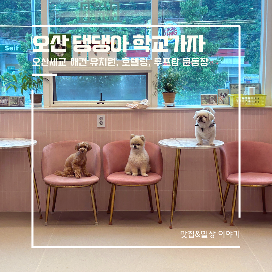 오산 애견카페 세교 댕댕아 학교가자(유치원&호텔링)