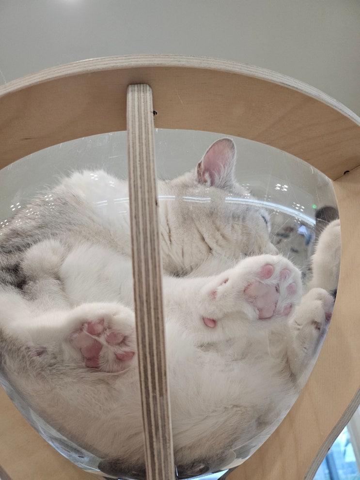  남양주 별내 나만 없어 고양이 카페