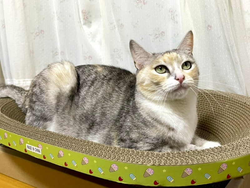 고양이 스크래쳐 버리는 방법 고양이 스크래처 이지펫
