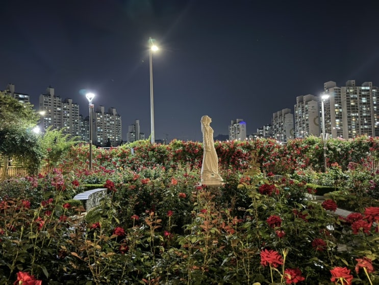  6월 서울 가볼 만한 곳, 중랑 장미공원 꽃구경 나들이 데이트 장소 추천