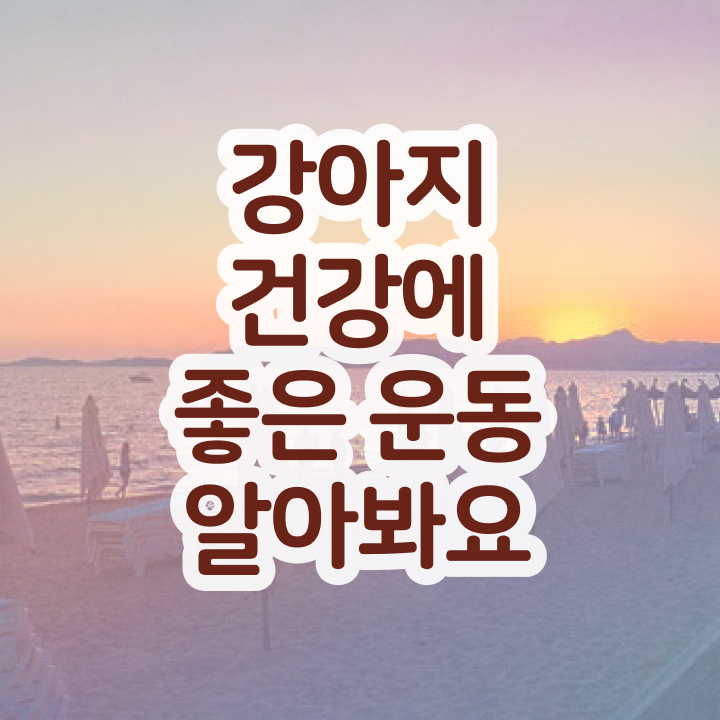  , 반려견운동지도사자격증 취득한 방법 및 급여