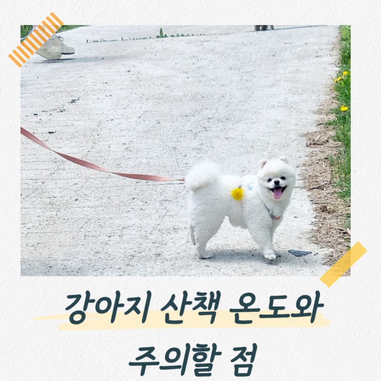  강아지 산책 온도 계절별로 알아두고 주의해요!