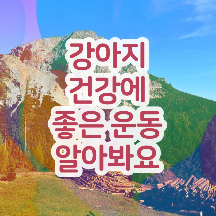  국가 자격증 추천 , 반려견운동지도사 고졸 비전공자도 동영상 과정으로 최단기간 완료한 꿀팁 모음