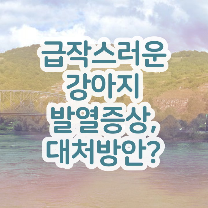  부산 강아지 훈련사 , 반려동물관리사 자격증 취득한 정보 총 정리
