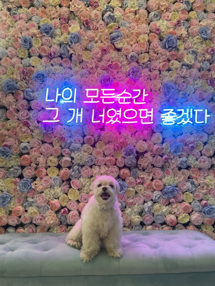  동두천 애견카페 개인공간: 밤에도 잔디에서 뛰뛰하자