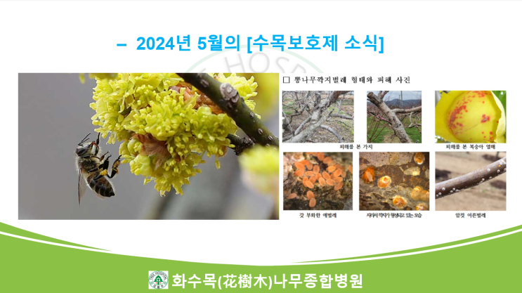 2024년 5월의 수목보호제 뉴스 모음