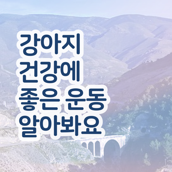  동물보건사 자격증시험 , 반려견운동지도사 고졸 비전공자도 쉽고 빠르게 준비하는 전략