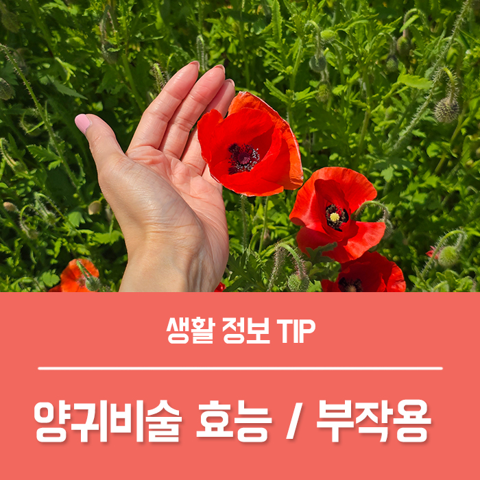  양귀비술 효능 TOP4, 양귀비 잎 담금주 효과 아편양귀비 부작용은?