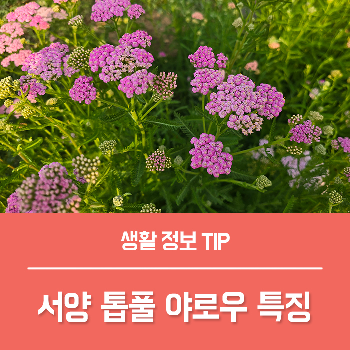  서양 톱풀 꽃말 특징, 야로우 키우기