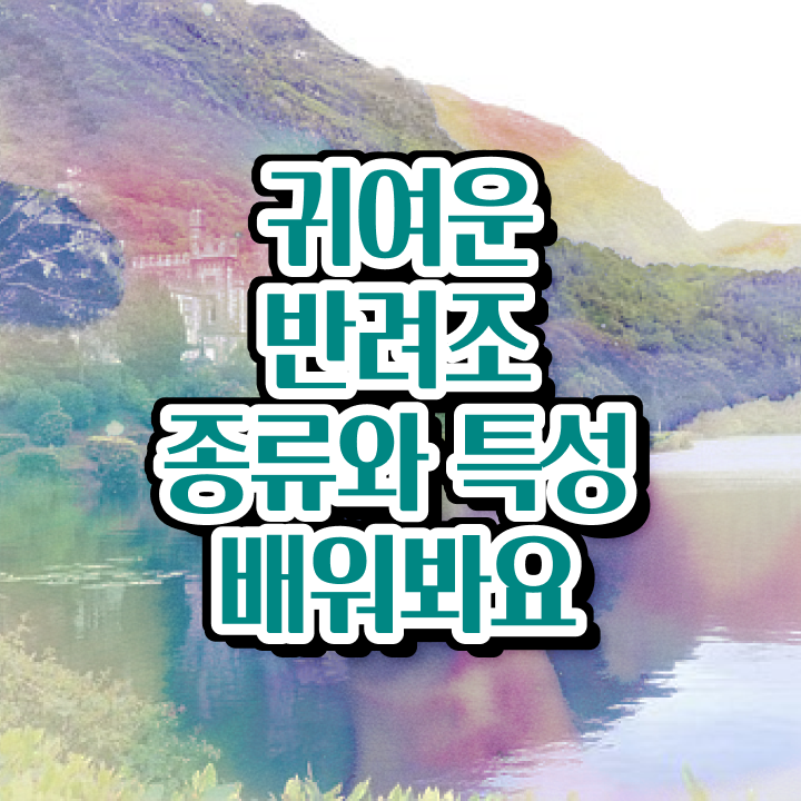  앵무새 분양 , 반려조관리사 자격증 1달 만에 합격한 후기 , 무료수강 혜택