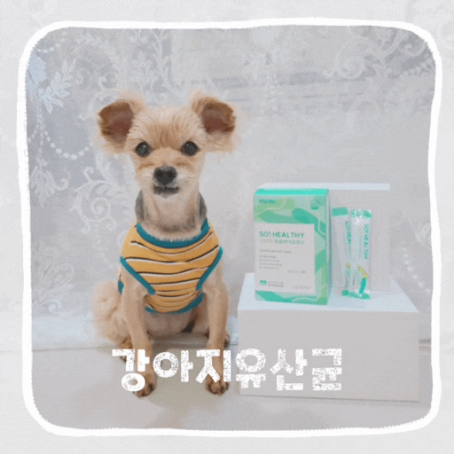  강아지 유산균 면역력 펫케어 노령견 영양제